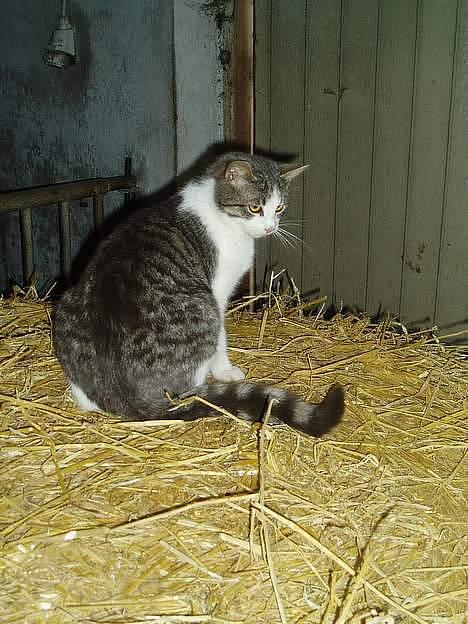 Blanding af racer Mille - Hey hva sker der dernede ? billede 3