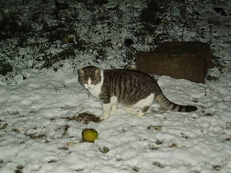 Blanding af racer Mille - et æble? fedt billede 4