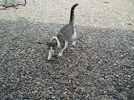 Blanding af racer Mille - Hehe nu kommer jeg  billede 5