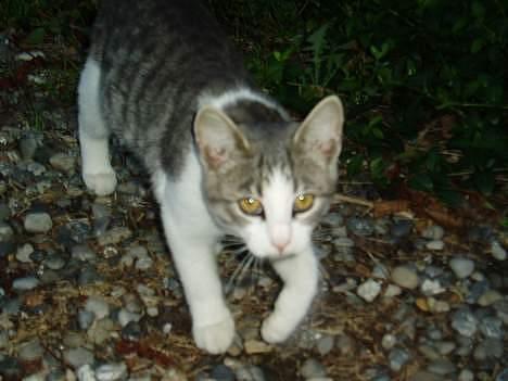 Blanding af racer Mille - Nuuh Mille som yngre  billede 6