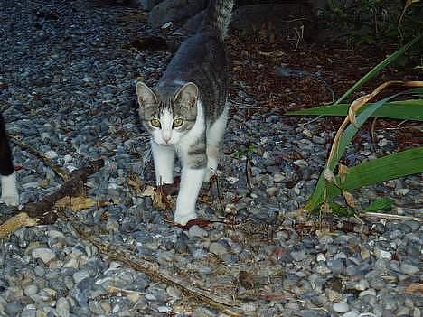 Blanding af racer Mille - og igen billede 7