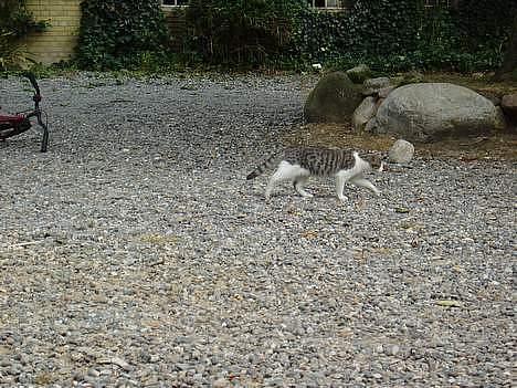 Blanding af racer Mille - ha nu løber jeg min vej  billede 8