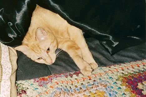 Huskat Tigerdyr R.I.P 2007 - Uhmmm en dejlig varm dyne... billede 6
