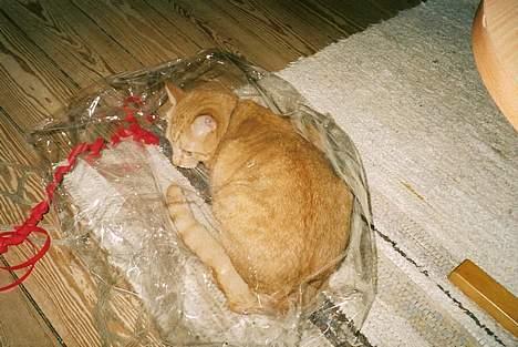 Huskat Tigerdyr R.I.P 2007 - Nu er der bestemt ingen der kan se mig... billede 8