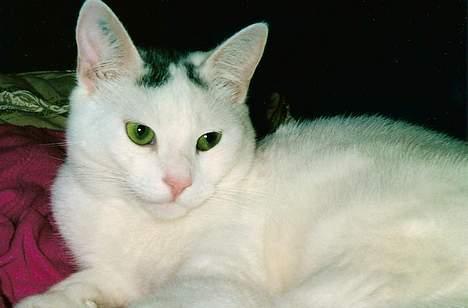 Huskat Samson R.I.P billede 5