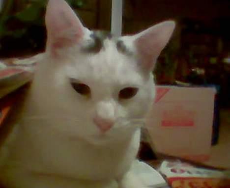Huskat Samson R.I.P billede 6