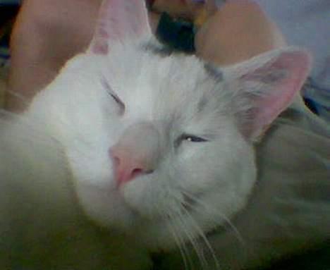 Huskat Samson R.I.P billede 7
