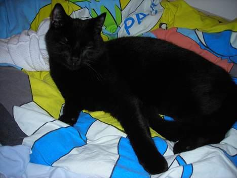 Huskat Kazpar billede 8