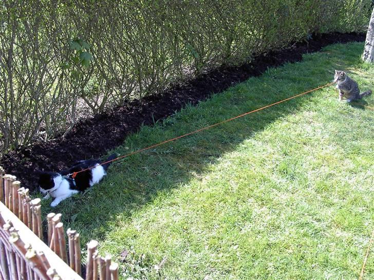 Huskat Skipper *R.I.P* - De driller hinanden underligt skipperikk sig billede 2