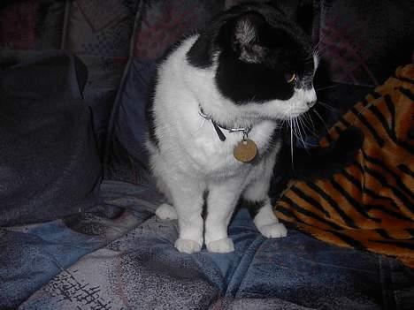 Huskat Skipper *R.I.P* - Nyt 8/12 - 2006 - Wow Bevægelse :p billede 5