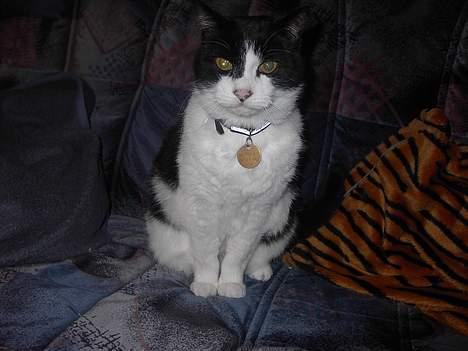 Huskat Skipper *R.I.P* - Nyt 8/12 - 2006 - det var satme ikke langt han skulle billede 6