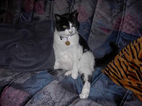 Huskat Skipper *R.I.P* - Nyt 8/12 - 2006 så smed han sig igen :P billede 7