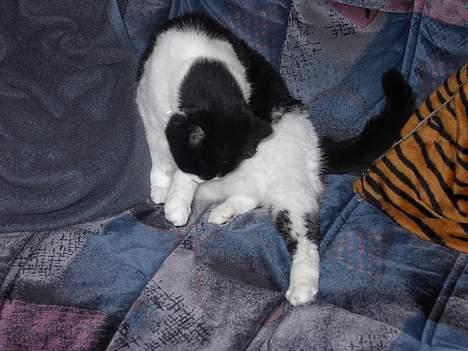 Huskat Skipper *R.I.P* - Nyt 8/12 - 2006 - så skal han satme vaskes :) billede 8