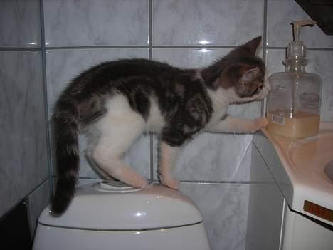 Huskat Daisy - Gad vide hvordan det smager det der er derinde i.. billede 12