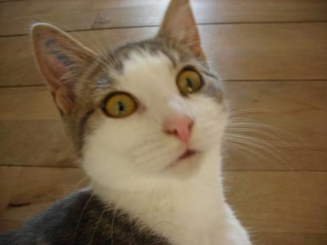 Huskat Daisy - Arg, du må ikke forskrække mig på den måde! billede 13