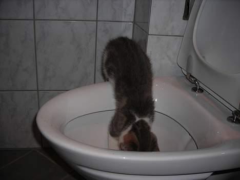 Huskat Daisy - puha jeg er godt nok tørstig.. billede 14