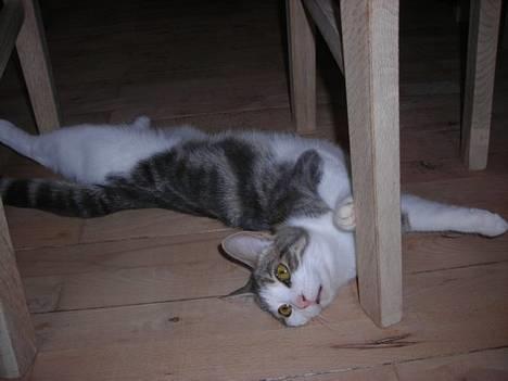 Huskat Daisy billede 15