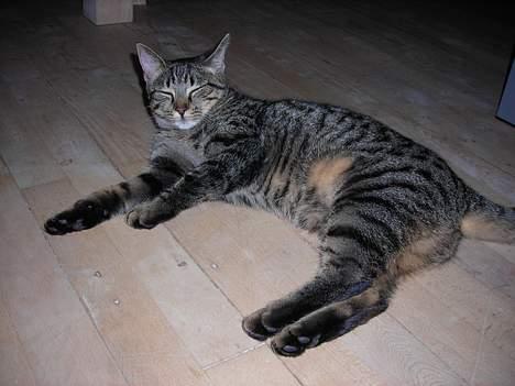 Huskat Mille billede 7