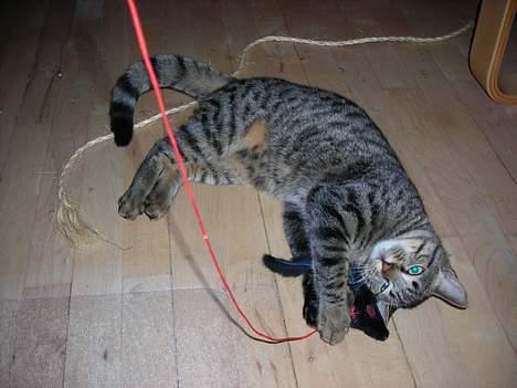 Huskat Mille billede 8