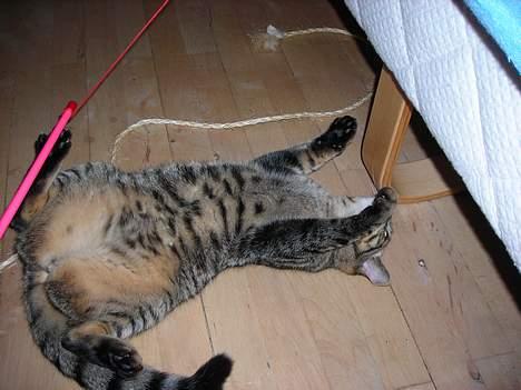 Huskat Mille billede 9