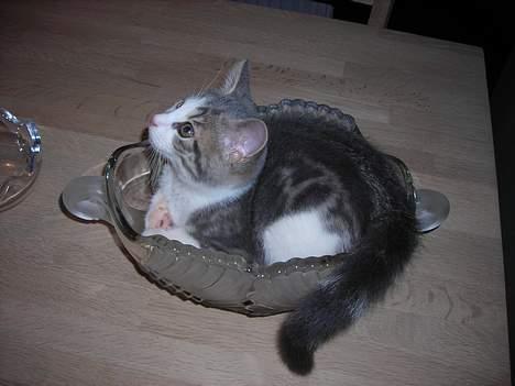 Huskat Daisy - Hvis jeg gemmer mig her, så opdager hun nok ikke at jeg gik på spisebordet, selvom jeg ikke må.. billede 16