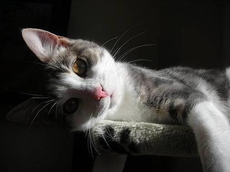 Huskat Daisy billede 17