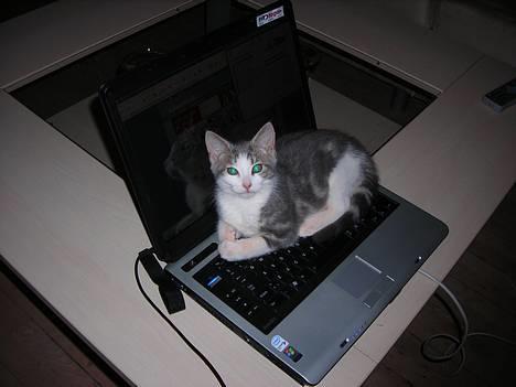 Huskat Daisy - Se mor! jeg skal nok hjælpe dig med at skrive den opgave..! billede 18