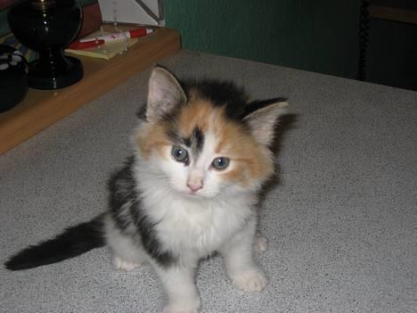 Norsk Skovkat Shakira (solgt) billede 3