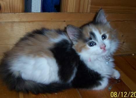 Norsk Skovkat Shakira (solgt) billede 4