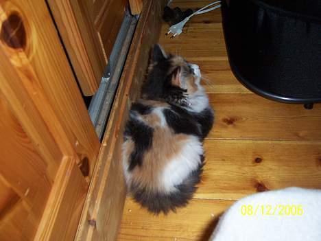 Norsk Skovkat Shakira (solgt) billede 5