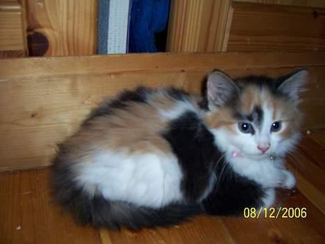 Norsk Skovkat Shakira (solgt) billede 6