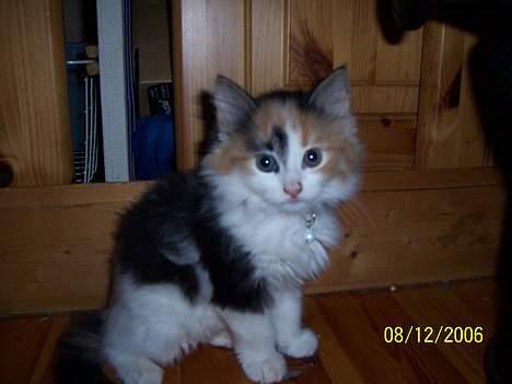 Norsk Skovkat Shakira (solgt) billede 7