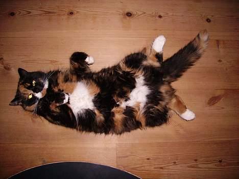 Blanding af racer Mette billede 15