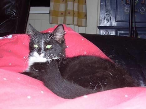 Blanding af racer Fant billede 1