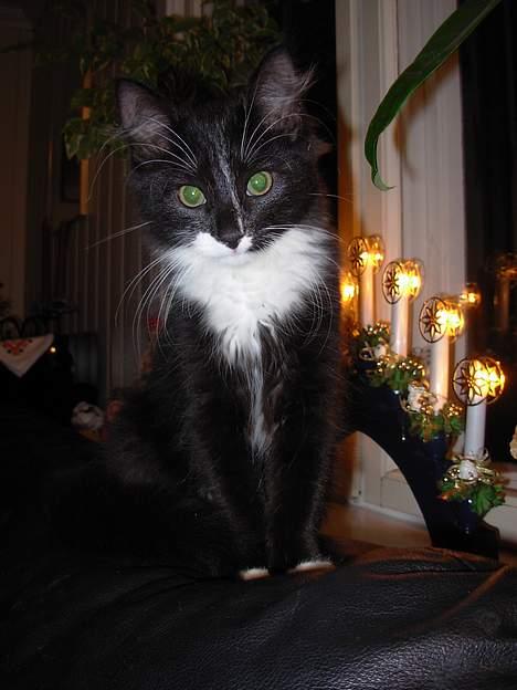 Blanding af racer Fant billede 2