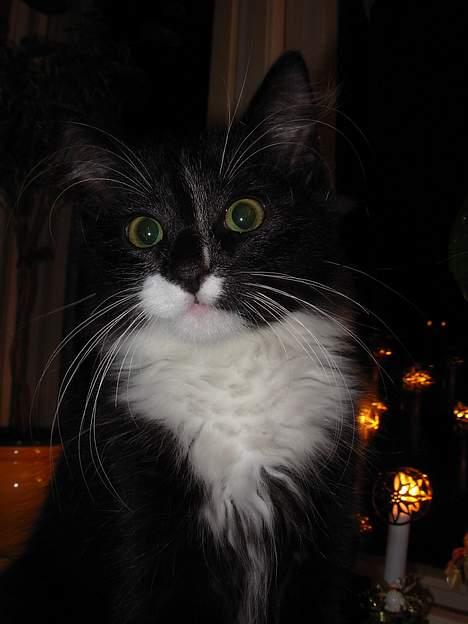 Blanding af racer Fant billede 3