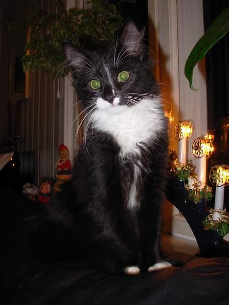 Blanding af racer Fant billede 4