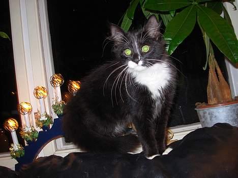 Blanding af racer Fant billede 5