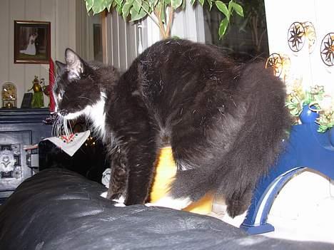 Blanding af racer Fant - kom deg væk din store skumle hund som ligger under bordet. billede 6