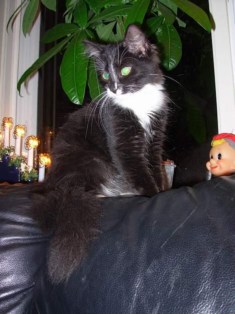 Blanding af racer Fant billede 7