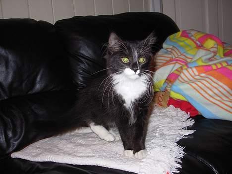 Blanding af racer Fant billede 8