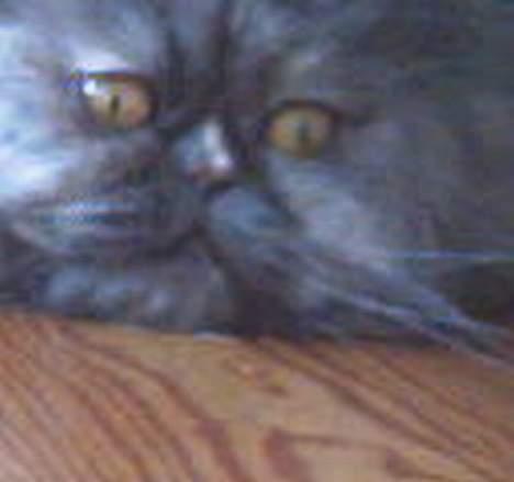 Perser Cirkeline billede 1