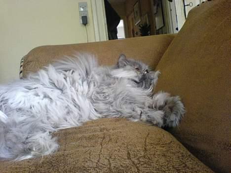 Perser Cirkeline billede 2