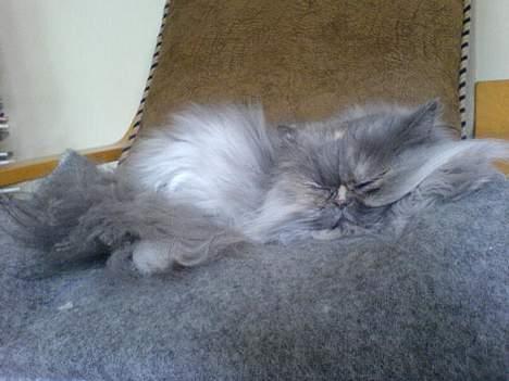 Perser Cirkeline billede 3