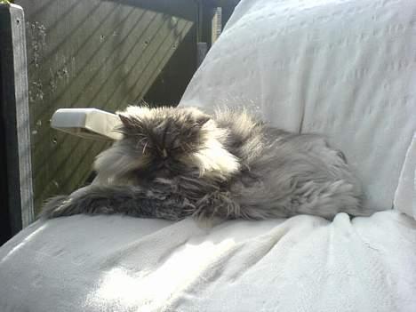 Perser Cirkeline billede 4