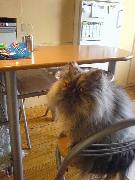 Perser Cirkeline billede 5