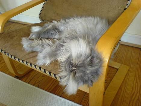 Perser Cirkeline billede 6