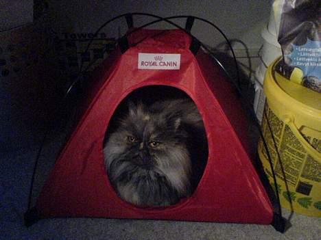 Perser Cirkeline billede 7