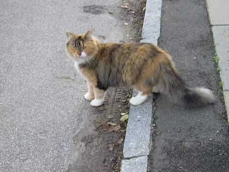 Norsk Skovkat Mizzi - Ja selvfølgelig kikker jeg mig for... billede 9