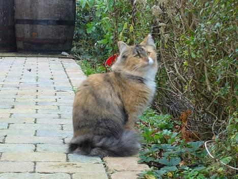 Norsk Skovkat Mizzi - jeg må heller holde øje med Quityoppe  i træet... billede 10